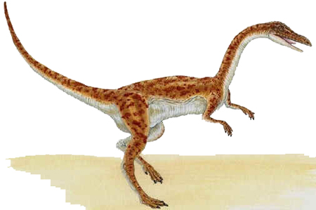 Coelophysis Coelophysis