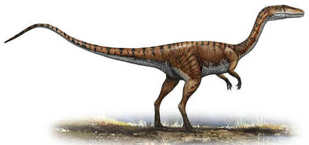 Coelophysis Coelophysis
