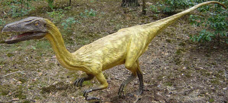 Coelophysis Coelophysis