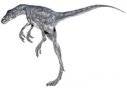 Coelurus Coelurus