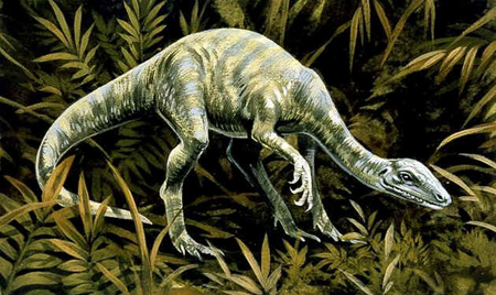 Coelurus Coelurus