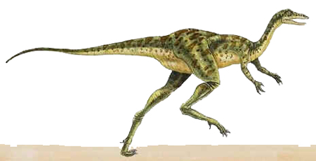 Coelurus Coelurus