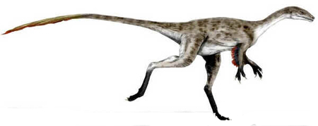 Coelurus Coelurus