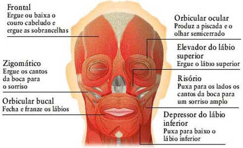 Como Funcionam os Músculos