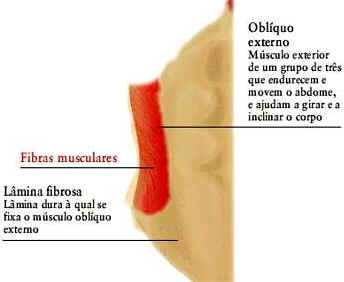 Como Funcionam os Músculos