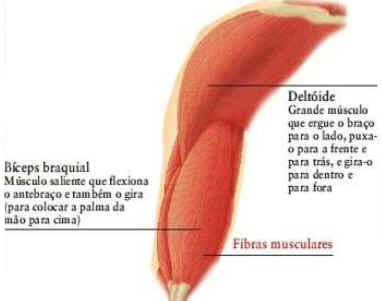 Como Funcionam os Músculos