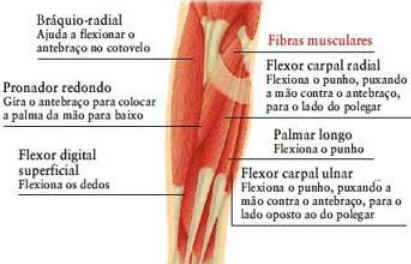 Como Funcionam os Músculos