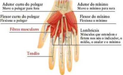 Como Funcionam os Músculos