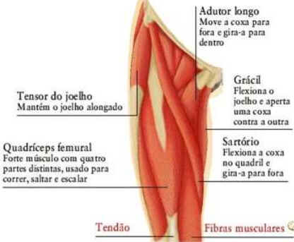 Como Funcionam os Músculos