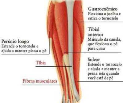 Como Funcionam os Músculos