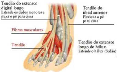 Como Funcionam os Músculos