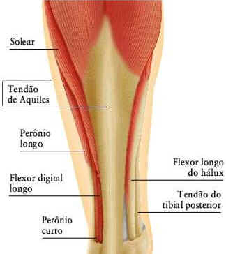 Como Funcionam os Músculos