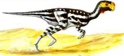 Conchoraptor Conchoraptor