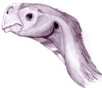 Conchoraptor Conchoraptor