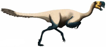 Conchoraptor Conchoraptor