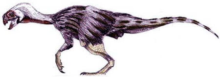Conchoraptor Conchoraptor