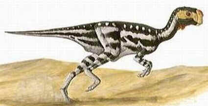 Conchoraptor Conchoraptor