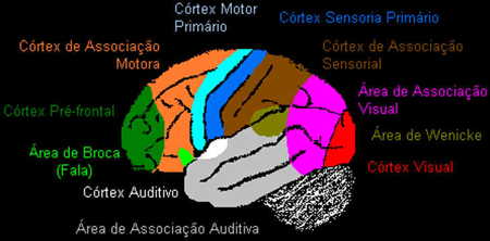 Córtex Cerebral Córtex Cerebral