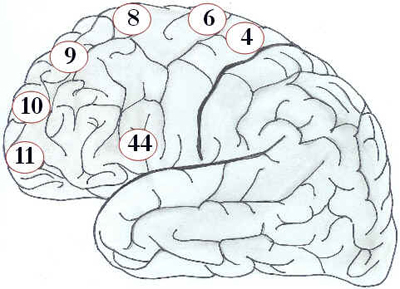 Córtex Cerebral Córtex Cerebral