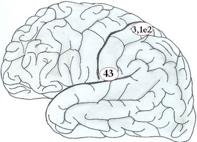 Córtex Cerebral Córtex Cerebral