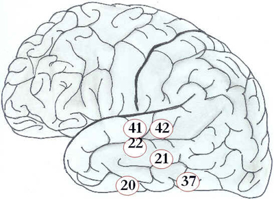 Córtex Cerebral Córtex Cerebral