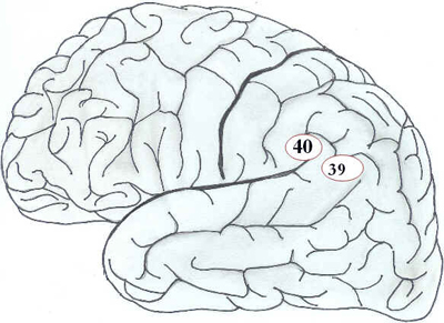 Córtex Cerebral Córtex Cerebral