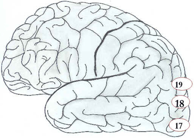Córtex Cerebral Córtex Cerebral