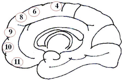 Córtex Cerebral Córtex Cerebral