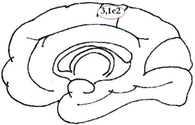 Córtex Cerebral Córtex Cerebral