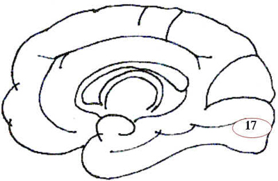 Córtex Cerebral Córtex Cerebral