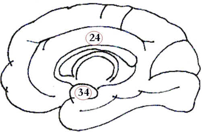 Córtex Cerebral Córtex Cerebral