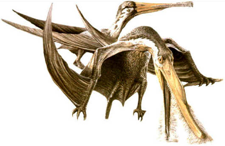 Ctenochasma Ctenochasma