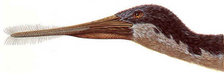 Ctenochasma Ctenochasma