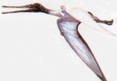 Ctenochasma Ctenochasma