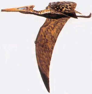 Cycnorhamphus