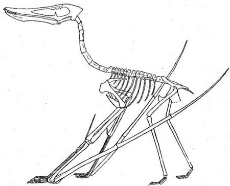 Cycnorhamphus