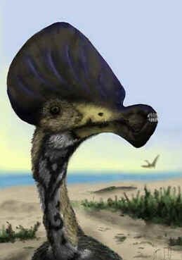 Cycnorhamphus