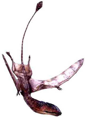 Dimorphodon