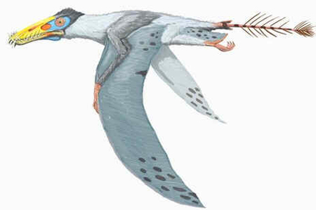 Dorygnathus