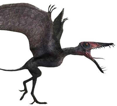 Dorygnathus