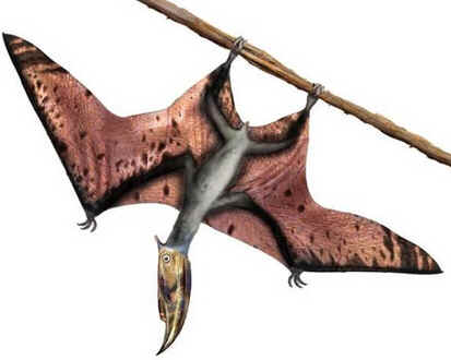 Dsungaripterus Dsungaripterus