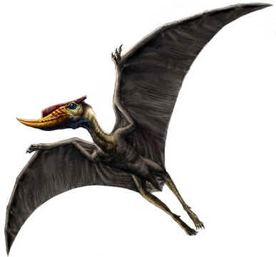 Dsungaripterus Dsungaripterus