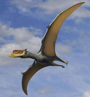 Dsungaripterus Dsungaripterus