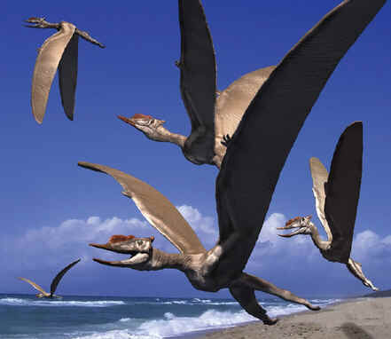 Dsungaripterus Dsungaripterus
