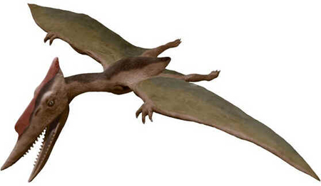 Dsungaripterus Dsungaripterus