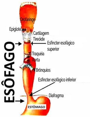 Esôfago