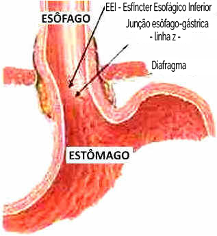 Esôfago