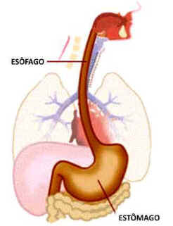 Esôfago