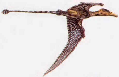 Eudimorphodon Eudimorphodon