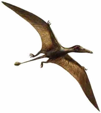 Eudimorphodon Eudimorphodon